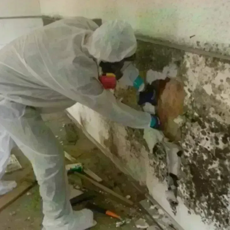 Mold Remediation and Removal in Fayetteville, GA